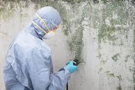 Best Mold Prevention Services  in Independence, LA